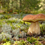 Champignons_01