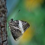 Sortie-nature-papillons-de-nuit-du-parc-jean-jacques-rousseau-ermenonville-2021-07-30