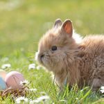 Dou-vient-le-lapin-de-paques