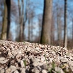 Foret-en-hiver-1--ot-retz-en-valois