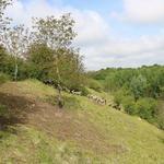Cenp_068160