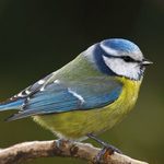 Oiseau-mesange-bleue-730x420