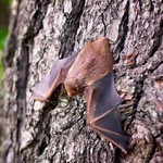 9.chauves-souris