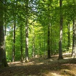 Foret-de-retz-en-ete---ot-retz-en-valois--19--2