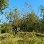 Coteau_de_bellevue_a_bethisy_saint_pierre