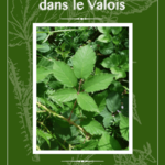 Couv%20ouvrage%20jl%20sogorb%20ronces